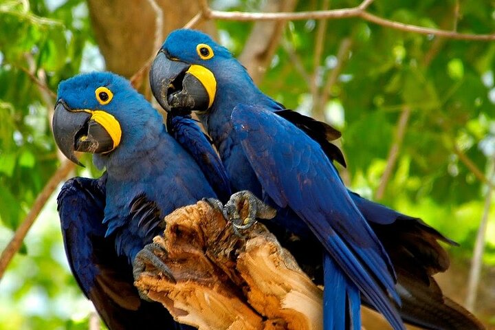 Iquitos: Scoperta della foresta amazzonica di 2 giorni - Tour della giungla di Iquitos