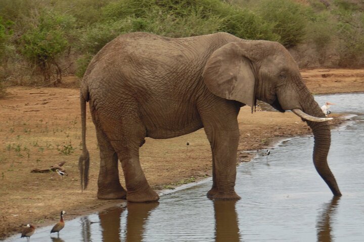 Hluhluwe-iMfolozi Park: Privat grupp hel dagssafari