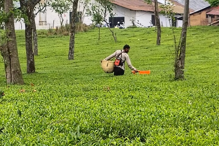 Guidet tur til Palampur-klostrene, Temple & Tea Gardens