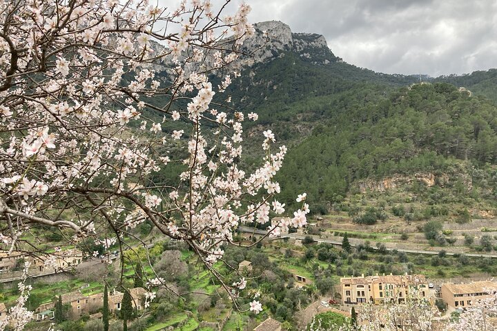 Angoli segreti e sapori di Maiorca Esperienza privata