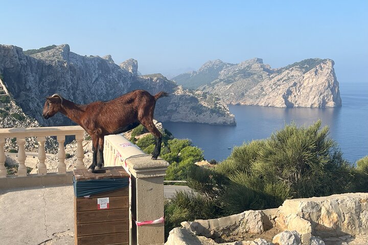 Angoli segreti e sapori di Maiorca Esperienza privata