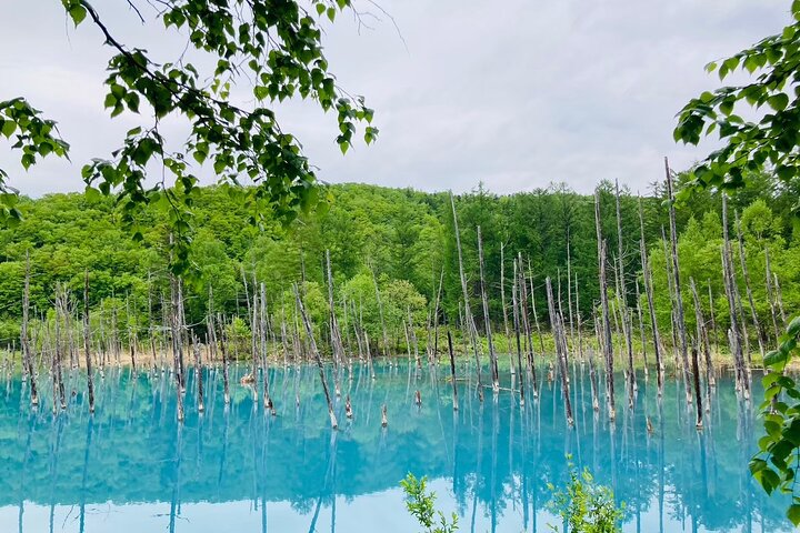Wo immer du willst! 1-tägige private Tour von Sapporo nach Furano mehr
