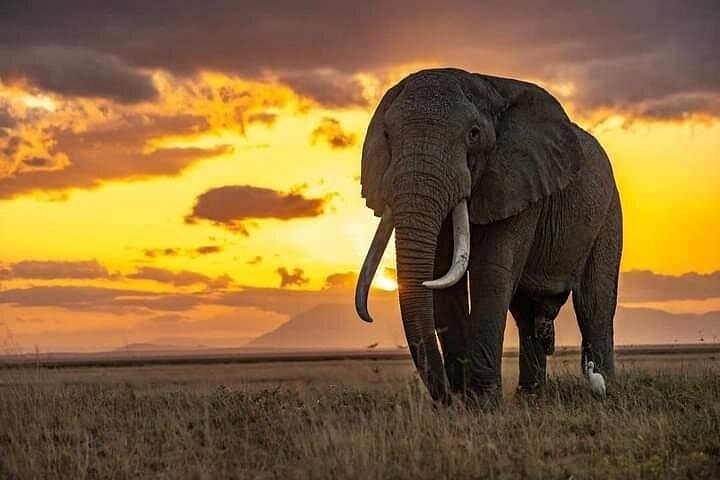 Tour di 2 giorni 1 notte al Parco Nazionale Amboseli.