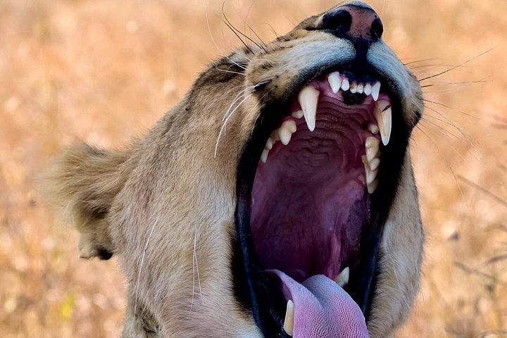 Tour di 2 giorni 1 notte al Parco Nazionale Amboseli.
