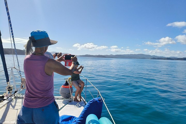 Day Sailing Cruise in Bay of Islands with Lunch & Island Stop