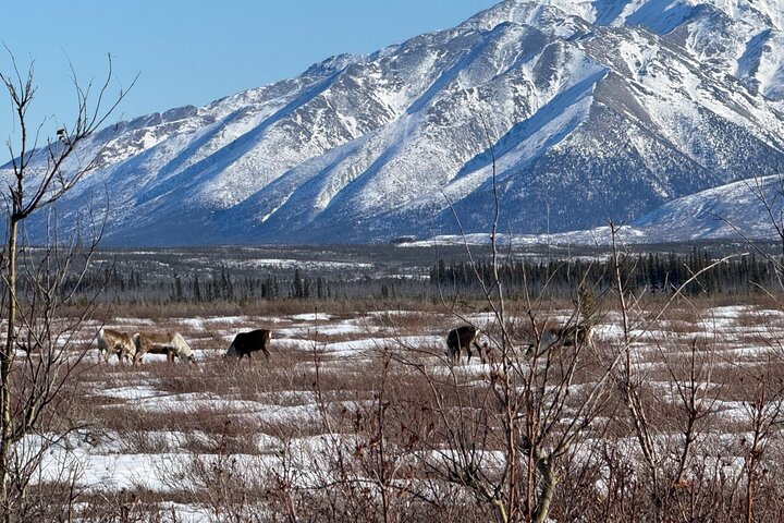 Avventura nella Grotta di Ghiaccio del Ghiacciaio Castner da Fairbanks