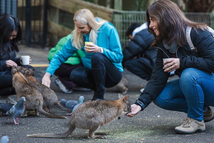 Eksklusiv Blue Mountains Wildlife og Bushwalk tur fra Sydney