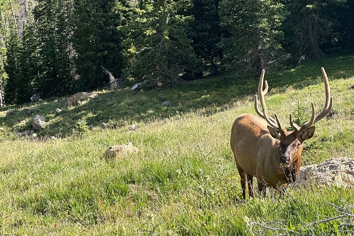 Einziehbare Glas Top Tours von RMNP von Purple Points Tour Company