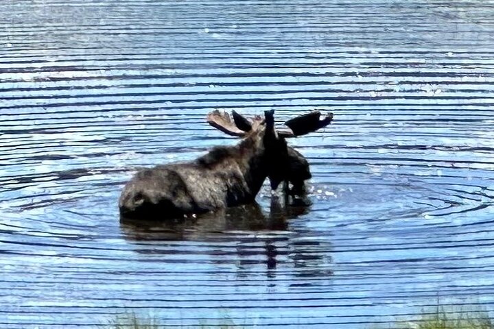 Einziehbare Glas Top Tours von RMNP von Purple Points Tour Company