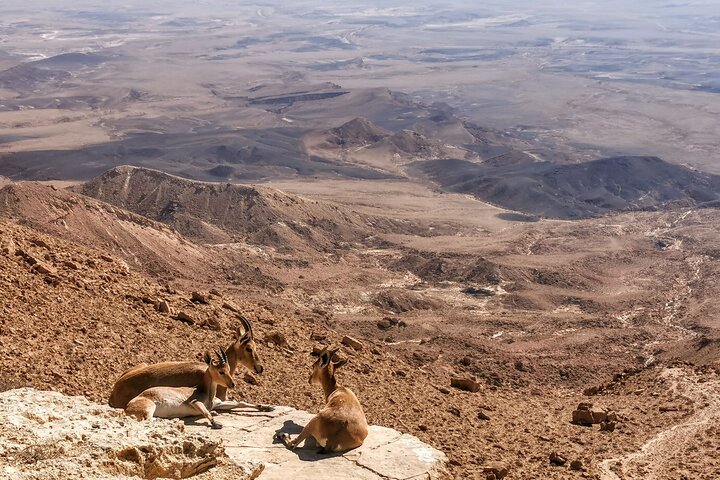 Udforsk Ramon krater : 2 - timers guidet jeep tur fra Mitzpe Ramon