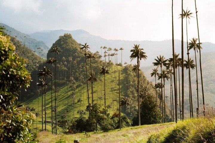 Salento, Cocora e Filandia Private Tour de Pereira ou Armênia
