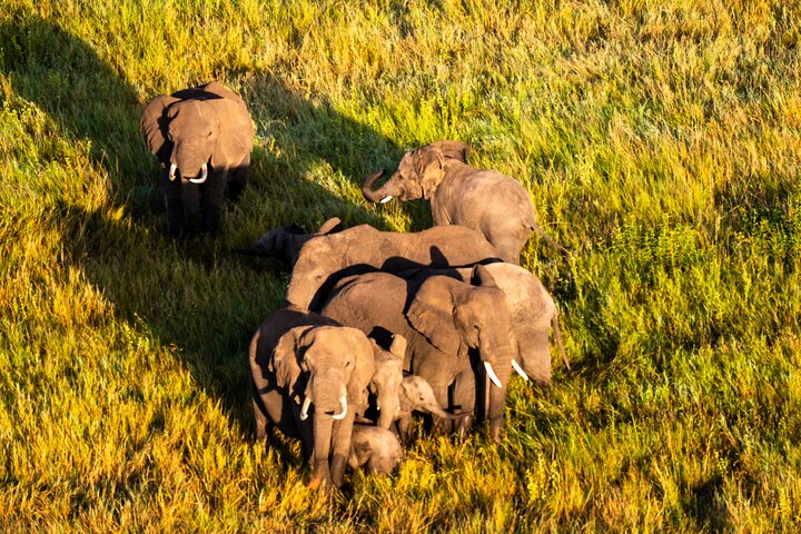 Serengeti varmluftsballongflygning med champagnefrukost