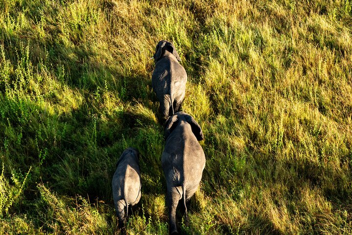Serengeti varmluftsballongflygning med champagnefrukost