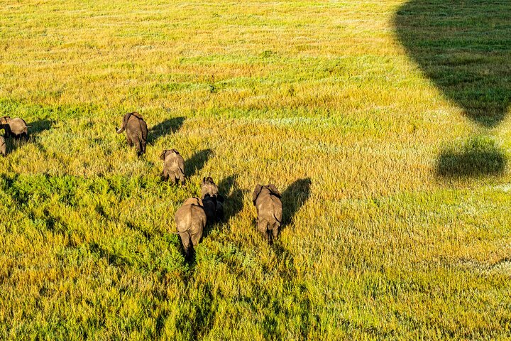 Serengeti varmluftsballongflygning med champagnefrukost