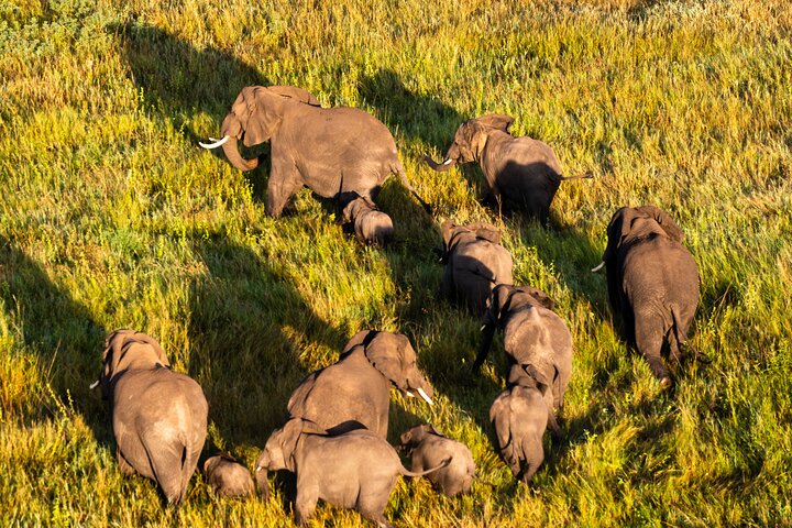 Serengeti varmluftsballongflygning med champagnefrukost