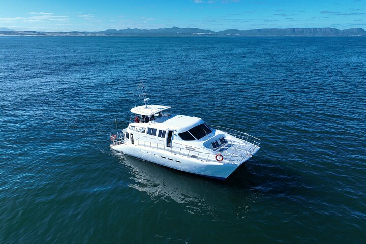 Excursion privée d'une journée d'observation des baleines Hermanus au bord du rivage au départ du Cap