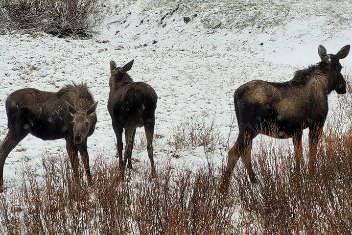 Tour Safari ad anello superiore di Yellowstone - West Yellowstone, Montana