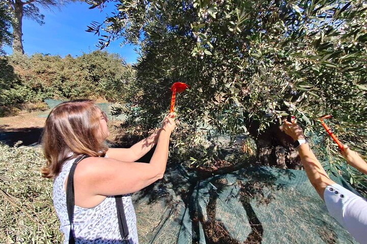 Cefalonia: Experiencia privada de cata de aceite de oliva, miel y vino