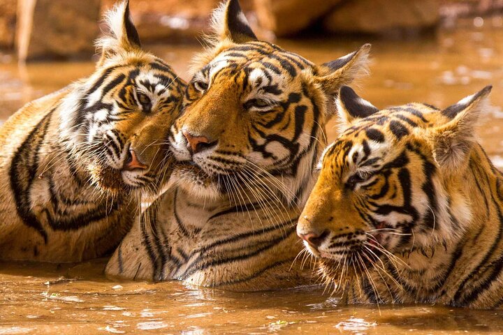 Safari Ranthambore avec Canter ou Gypsi