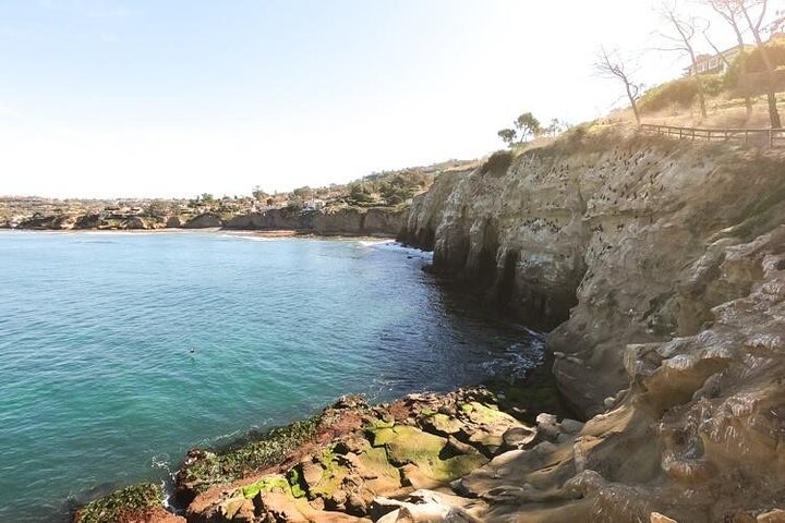 Begeleide snorkeltour door La Jolla Cove met zeeleeuwen en zeegrotten