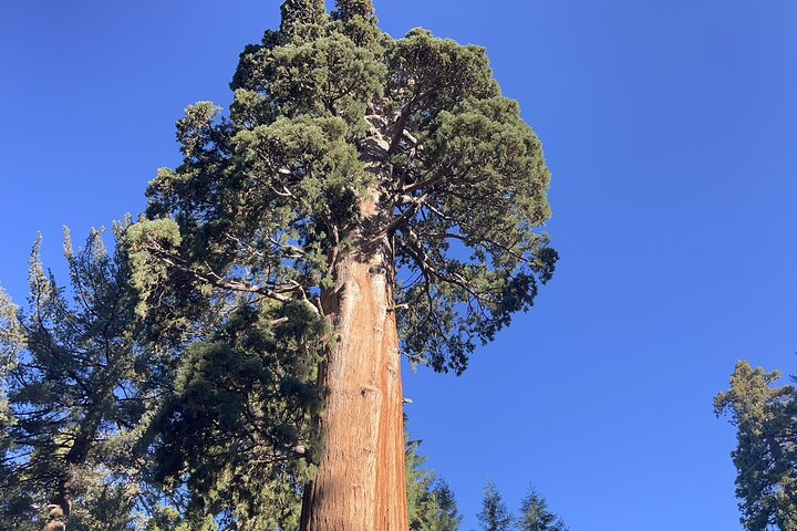 Transformativ Sequoia dagvandring