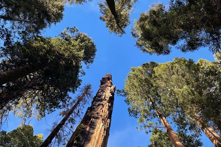 Transformativ Sequoia dagvandring