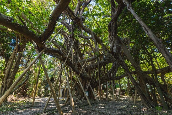 Tour in bicicletta di 3 ore a Okinawa con guida parlante inglese