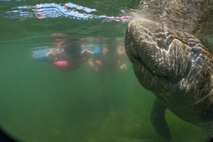 Natación de manatí todo incluido para grupos pequeños de 3 horas con foto gratis pkg