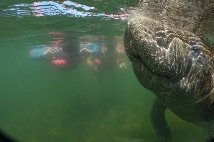 Natación de manatí todo incluido para grupos pequeños de 3 horas con foto gratis pkg