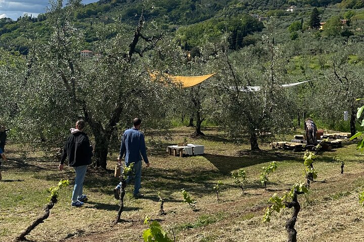 Picknick tussen de olijfbomen en proeverij van olijfolie en lokale smaken