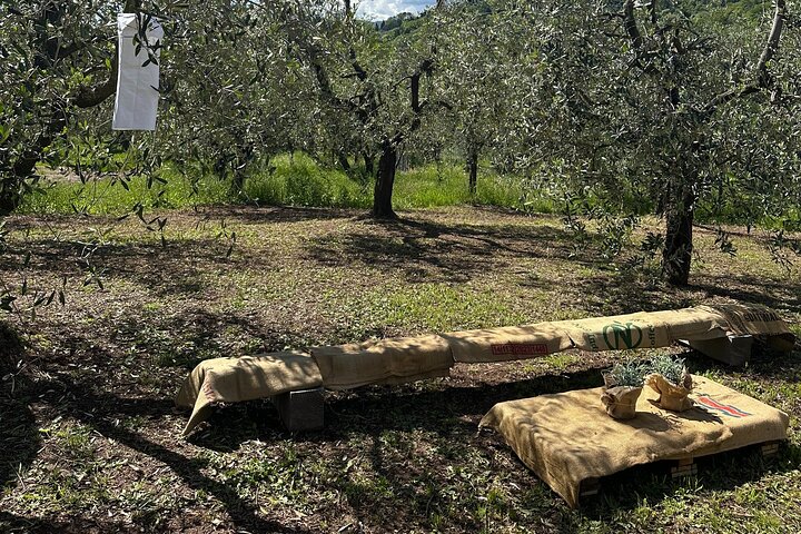 Picknick tussen de olijfbomen en proeverij van olijfolie en lokale smaken