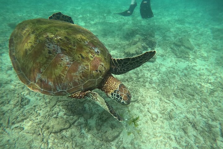 Hikkaduwa Oförglömlig Snorkling upplevelse