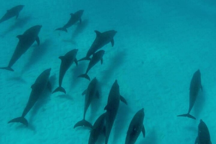 Hoteller i nærheden af Mnemba Island Dolphins Watching and Snorkeling
