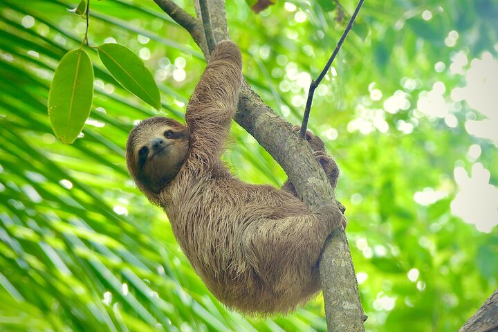 Eine Bocas Mangrove Kajak & Riff Schnorchel Eco Tour