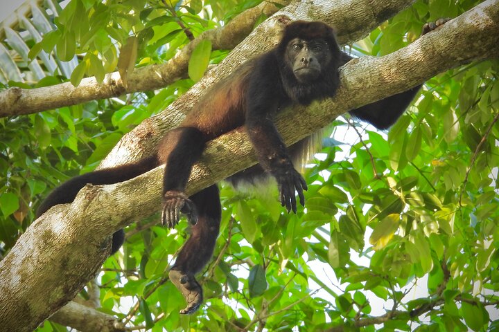 Eine Bocas Mangrove Kajak & Riff Schnorchel Eco Tour