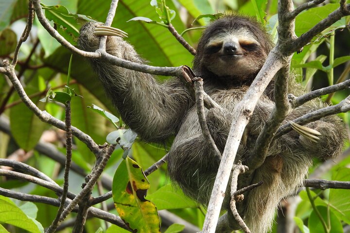 Eine Bocas Mangrove Kajak & Riff Schnorchel Eco Tour