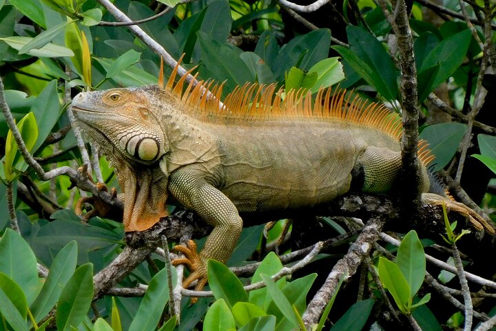 Eine Bocas Mangrove Kajak & Riff Schnorchel Eco Tour