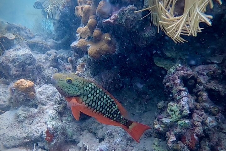 Eine Bocas Mangrove Kajak & Riff Schnorchel Eco Tour