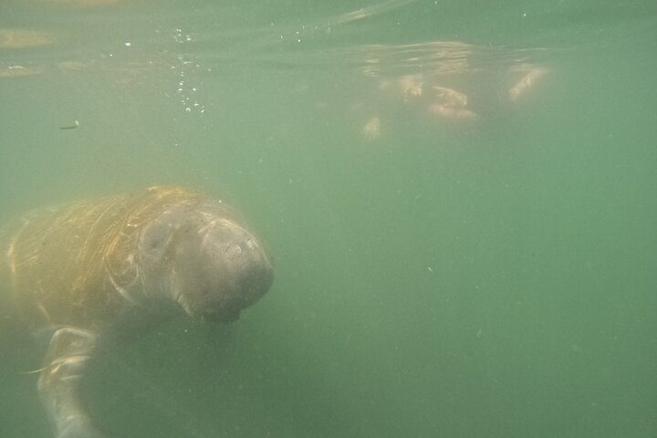 Natación de manatí todo incluido para grupos pequeños de 3 horas con foto gratis pkg