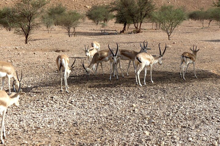 Sunset Edge of the World with Deers & Camels 4x4 Adventure Riyadh
