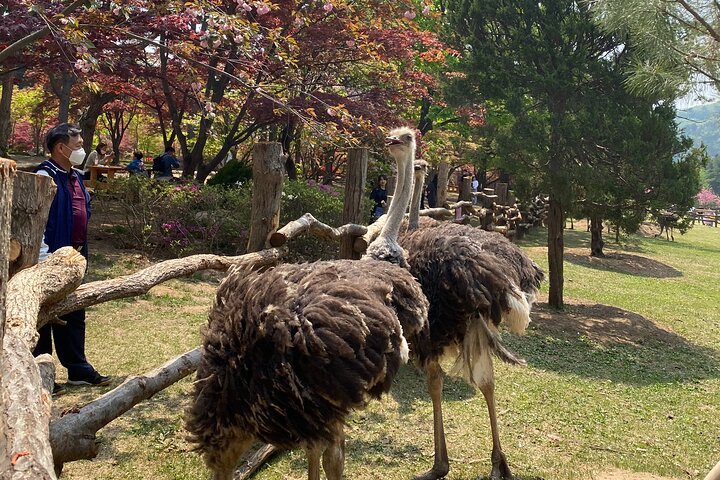 [Private Tour] Nami Island+Morgens ruhig Garten+Petite Frankreich