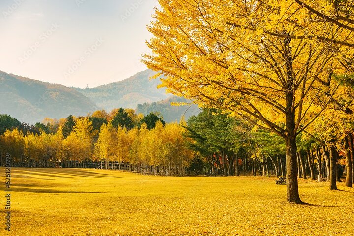 [Private Tour] Nami Island+Morgens ruhig Garten+Petite Frankreich