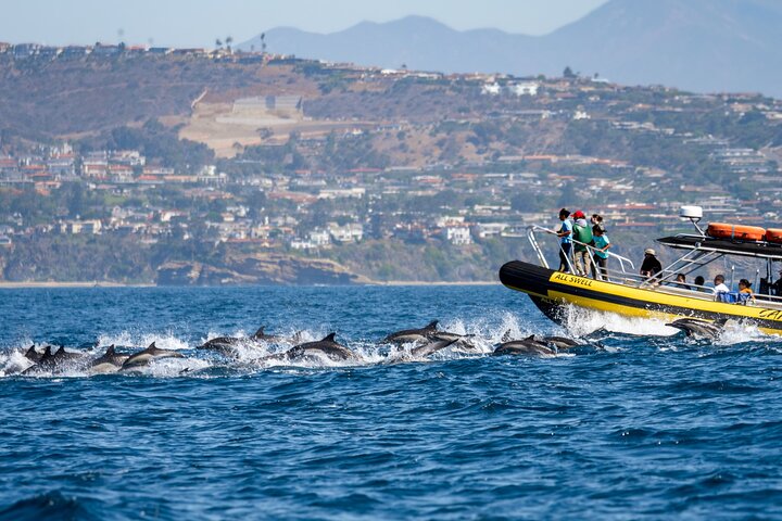 Aventura en el zodiaco de observación de delfines y ballenas en Dana Point