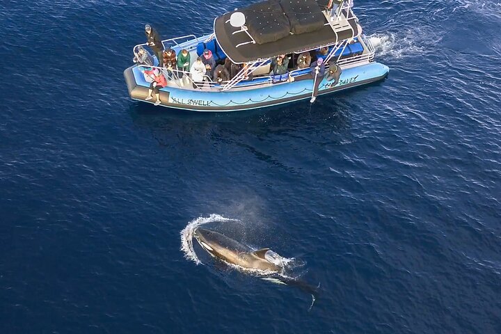 Aventura en el zodiaco de observación de delfines y ballenas en Dana Point