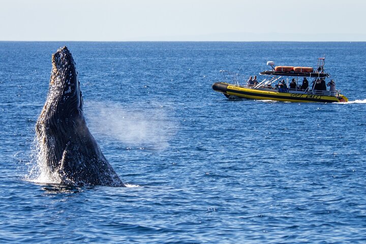 Aventura en el zodiaco de observación de delfines y ballenas en Dana Point