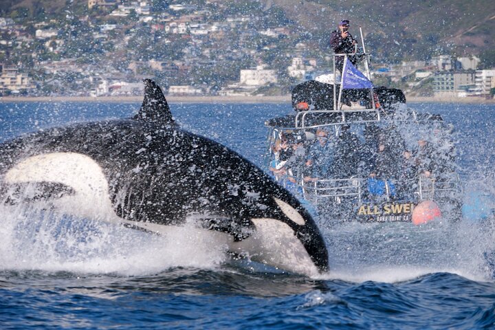 Aventura en el zodiaco de observación de delfines y ballenas en Dana Point