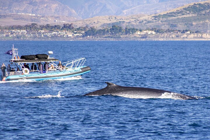 Aventura en el zodiaco de observación de delfines y ballenas en Dana Point