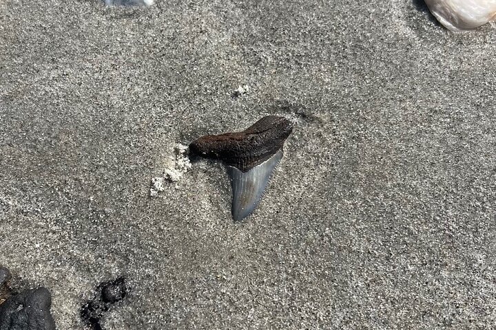 Barrier Island Drop-Off Fossil Jagd Abenteuer!