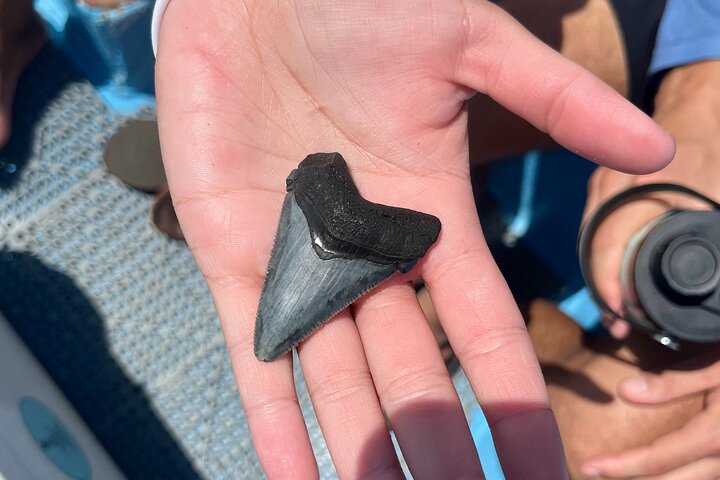 Barrier Island Drop-Off Fossil Jagd Abenteuer!