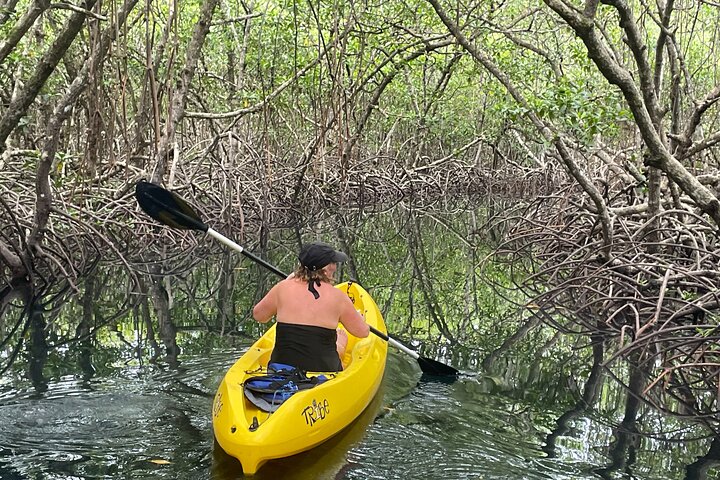 Eine Bocas Mangrove Kajak & Riff Schnorchel Eco Tour